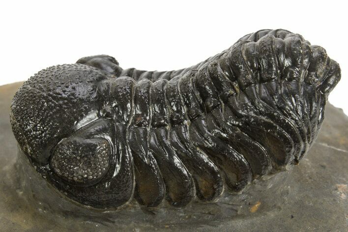 Detailed Austerops Trilobite - Ofaten, Morocco #325984